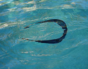Floating Sunglasses, Sunglasses that Float, Polarized Sunglasses, Fishing Sunglasses